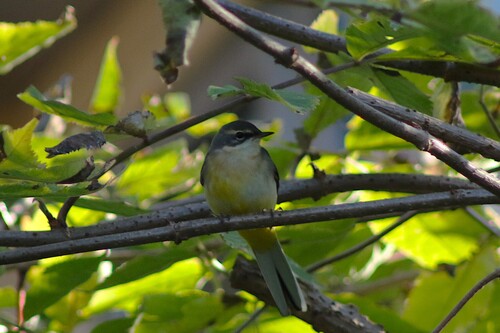 Lavandera cascadeña (Motacilla cinerea)