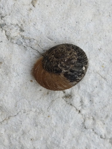 Xerotricha conspurcata