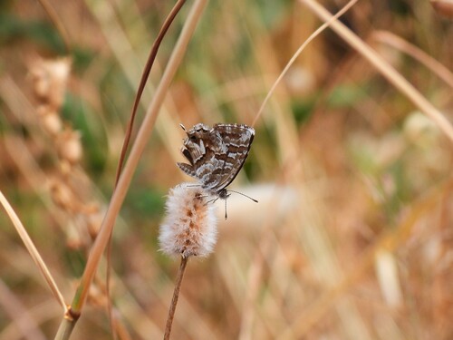 Photo of Common Geranium-bronze (Cacyreus marshalli)