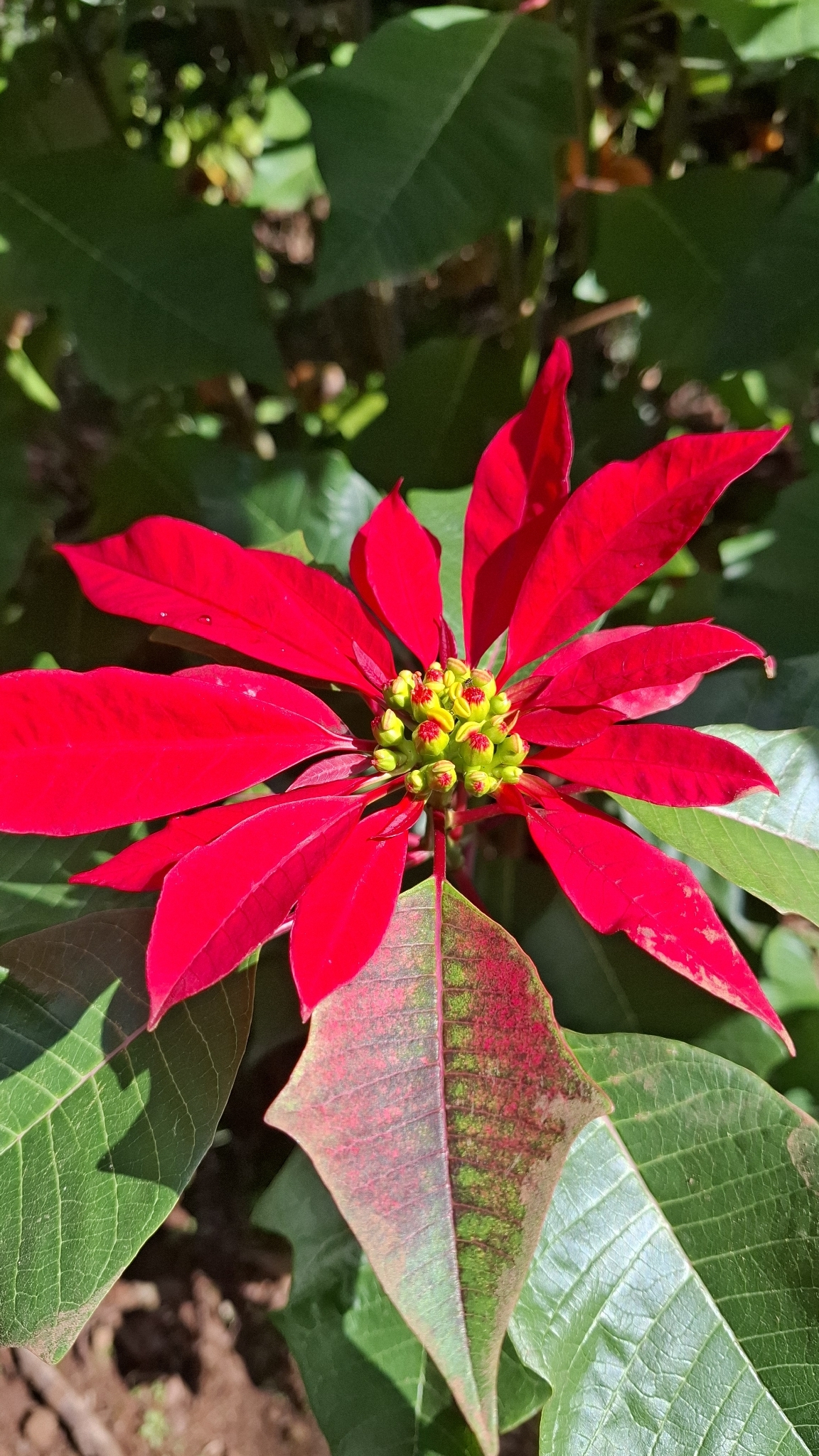 Euphorbia pulcherrima