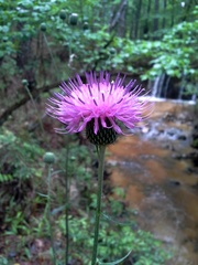 Cirsium carolinianum