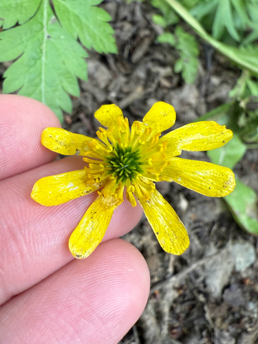 Ranunculus peduncularis, photograph 6
