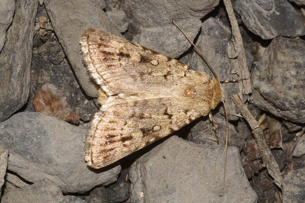 Dichagyris tyrannus