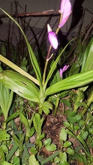 Bletilla striata