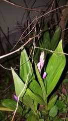 Bletilla striata