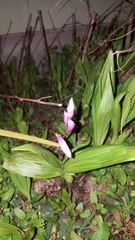 Bletilla striata