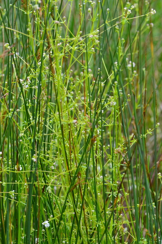 Slender Marsh Bedstraw (Galium debile)