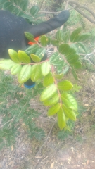 Rhus pachyrrhachis
