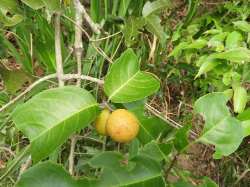 Salacia disepala, 2025-12-21