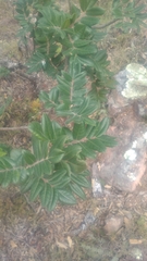 Rhus pachyrrhachis