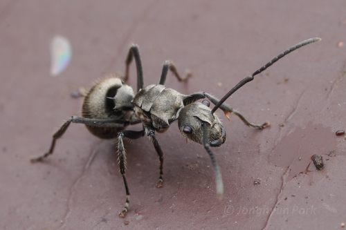渥氏多刺蚁Polyrhachis wolfi