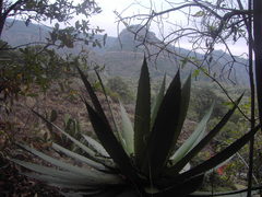 Agave horrida horrida
