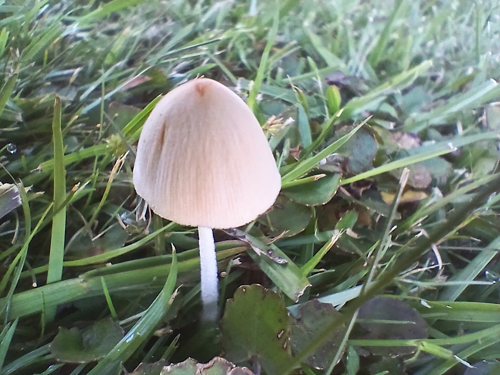 Conocybe apala