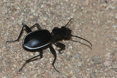 Anthia cinctipennis