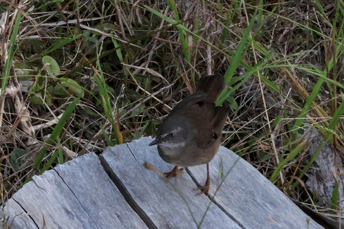 White-browed Scrubwren