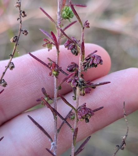 Piedmont Marsh Elder (Iva microcephala)