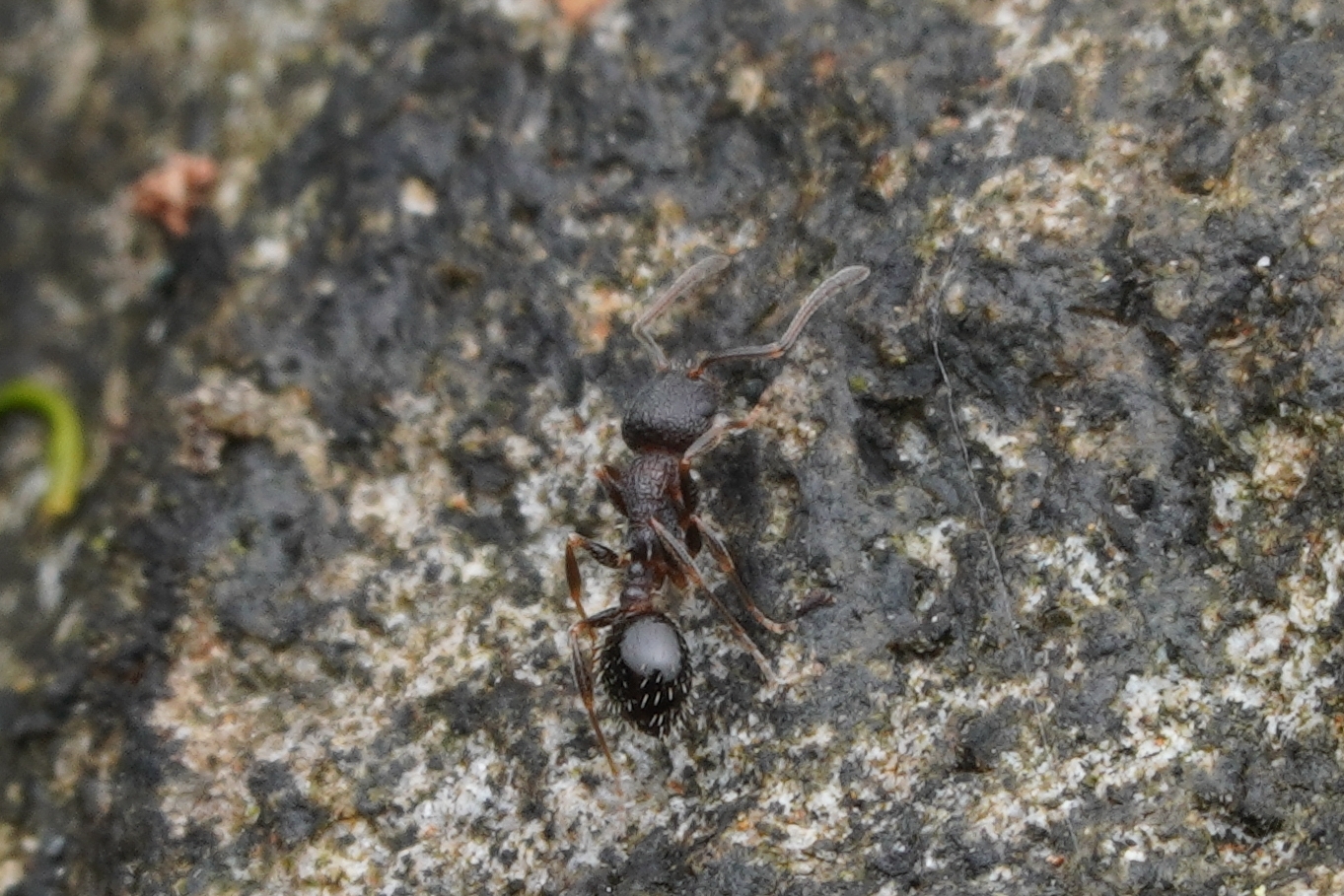 Temnothorax kuixing
