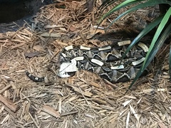 Bitis gabonica