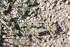 Zornia thymifolia