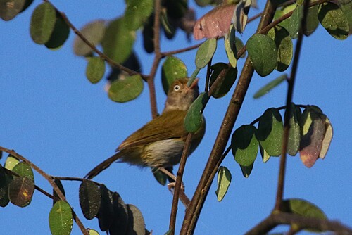 Hylophilus semicinereus viridiceps