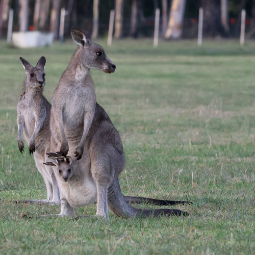 Eastern Grey Kangaroo