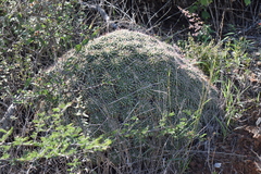 Mammillaria compressa compressa