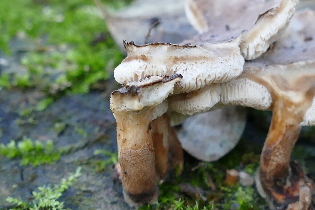 Lentinus brumalis · December 2025 · photo: © kampfmaus (iNaturalist, cc-by)