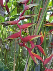 Heliconia × rauliniana