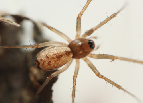 Neriene hammeni