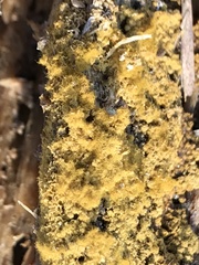 Botryobasidium aureum