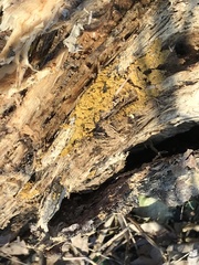 Botryobasidium aureum