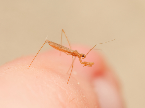 Emesopsis observed 2025-06-04