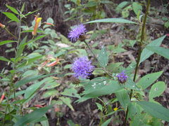 Vernonia alamanii