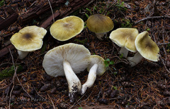 Tricholoma arvernense