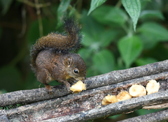 Sciurus pucheranii