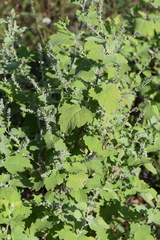 Ambrosia cordifolia