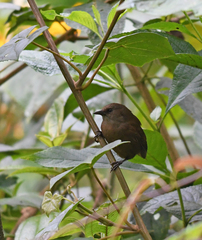 Cinnycerthia olivascens