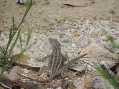 Sceloporus slevini