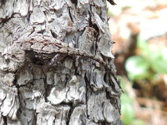 Sceloporus lemosespinali