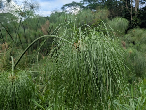 Cyperus papyrus observed 2025-12-21
