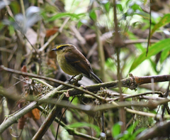 Silvicultrix diadema