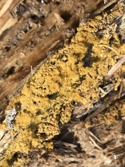 Botryobasidium aureum