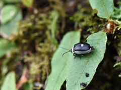 Aspicela unipunctata