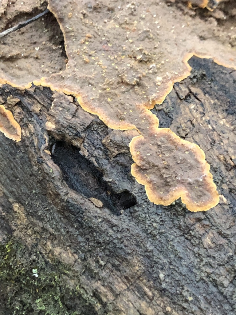 Hymenochaete rubiginosa · December 2025 · photo: © preventthetoast (iNaturalist, cc-by)