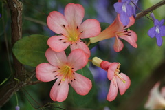 Rhododendron kawakamii