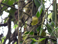 Phyllomyias nigrocapillus