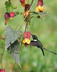 Schistes albogularis