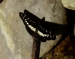 Gnathotriche exclamationis