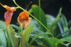 Masdevallia
