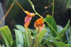 Masdevallia